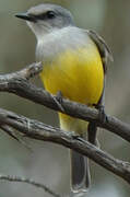 Western Yellow Robin