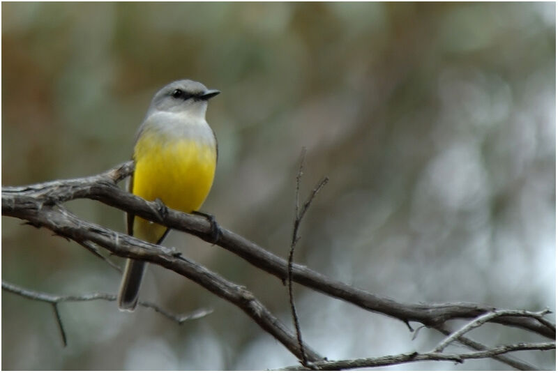 Western Yellow Robin