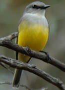 Western Yellow Robin