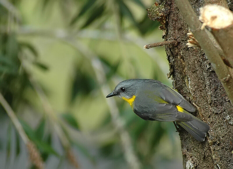 Eastern Yellow Robin