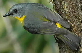 Eastern Yellow Robin