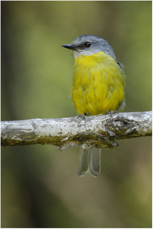 Eastern Yellow Robinadult