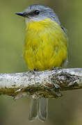 Eastern Yellow Robin