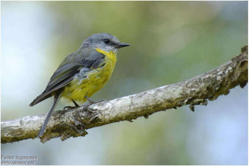 Eastern Yellow Robinadult