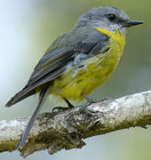 Eastern Yellow Robin