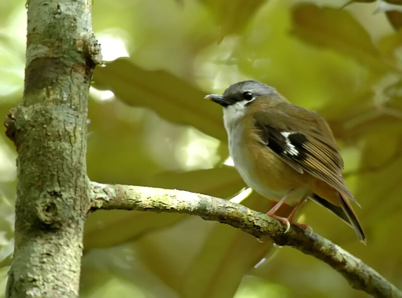 Grey-headed Robin