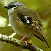 Grey-headed Robin