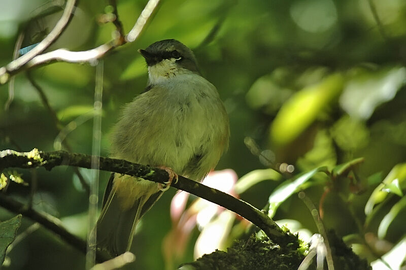 Grey-headed Robin