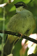 Grey-headed Robin