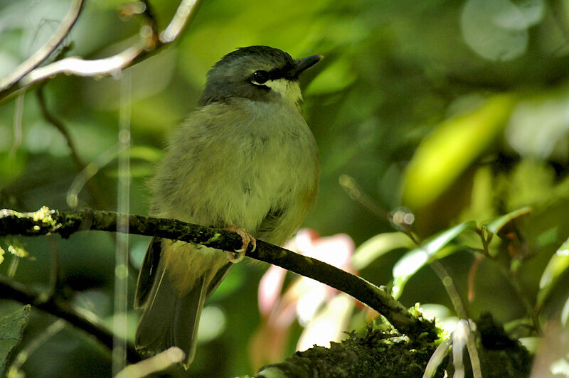 Grey-headed Robin