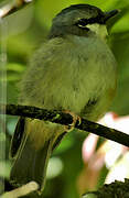 Grey-headed Robin