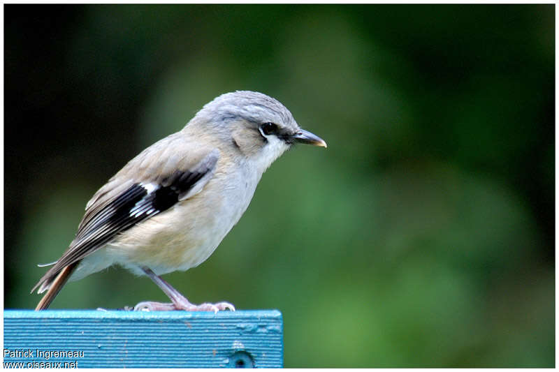 Grey-headed Robinadult