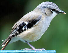 Grey-headed Robin