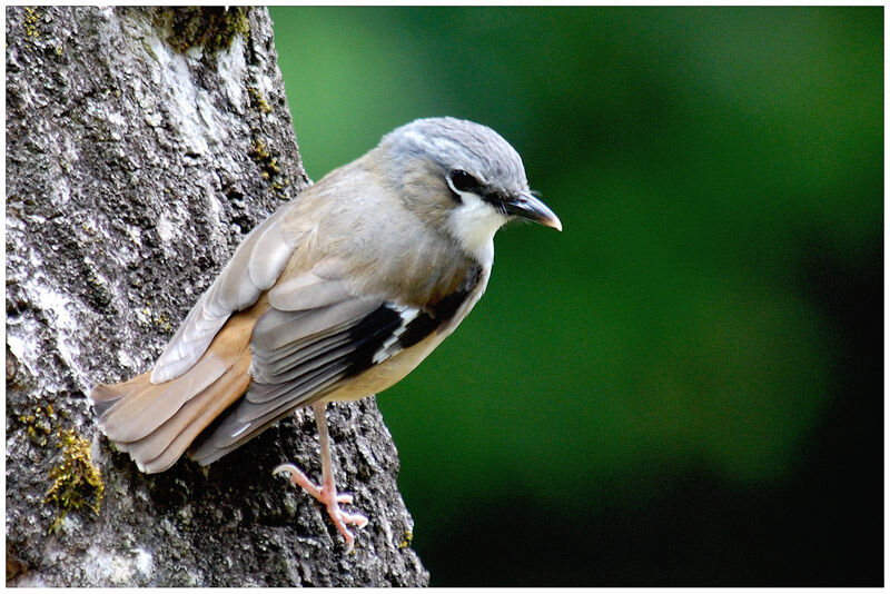 Grey-headed Robinadult