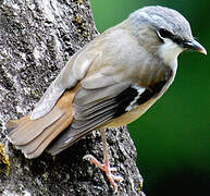 Grey-headed Robin