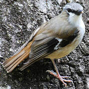 Grey-headed Robin