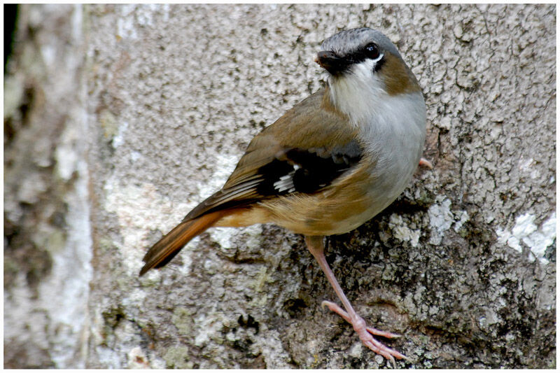 Grey-headed Robinadult