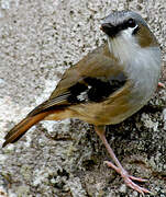 Grey-headed Robin