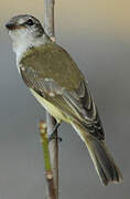 Lemon-bellied Flyrobin