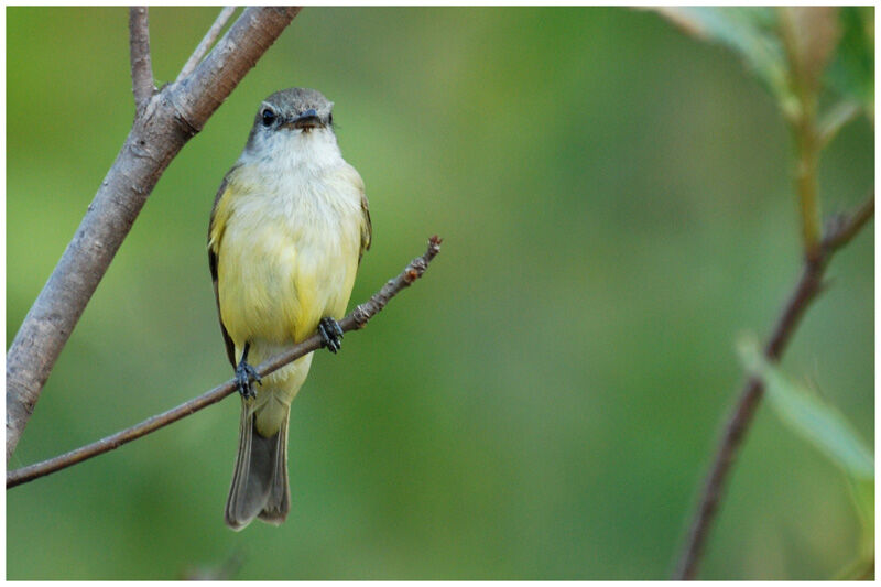 Lemon-bellied Flyrobinadult