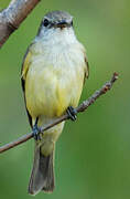 Lemon-bellied Flyrobin