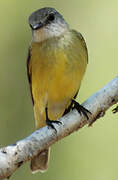 Lemon-bellied Flyrobin