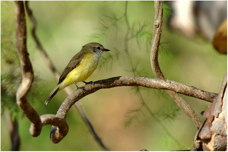 Lemon-bellied Flyrobinadult