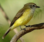 Lemon-bellied Flyrobin