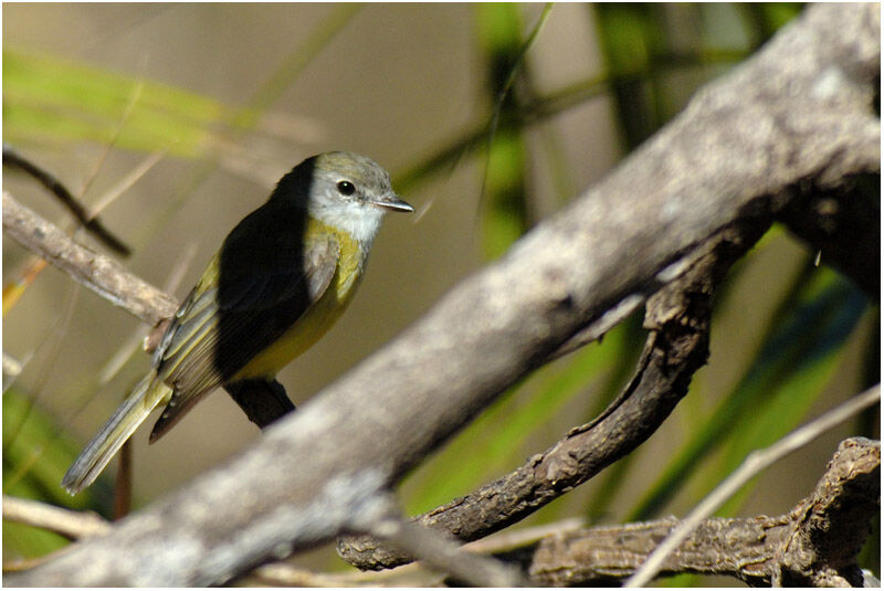 Lemon-bellied Flyrobinadult