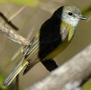 Lemon-bellied Flyrobin