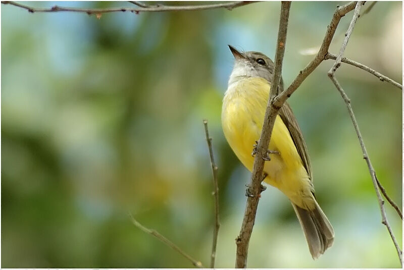 Lemon-bellied Flyrobinadult