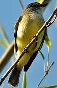 Lemon-bellied Flyrobin