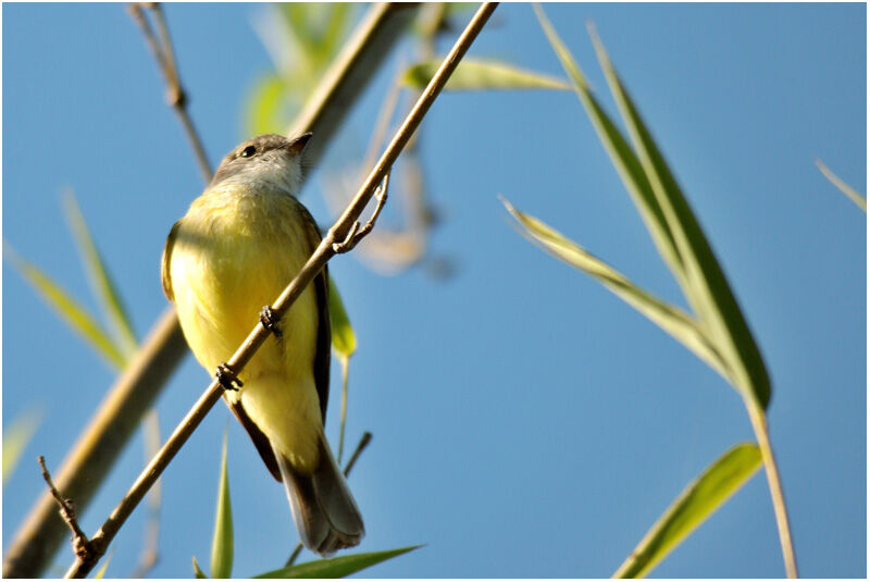 Lemon-bellied Flyrobinadult