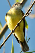 Lemon-bellied Flyrobin