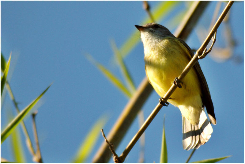 Lemon-bellied Flyrobinadult