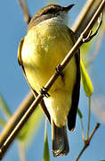 Lemon-bellied Flyrobin