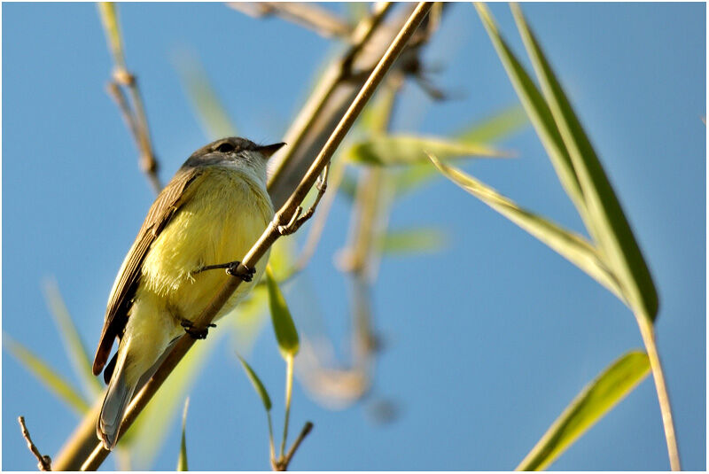 Lemon-bellied Flyrobinadult