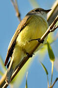 Lemon-bellied Flyrobin