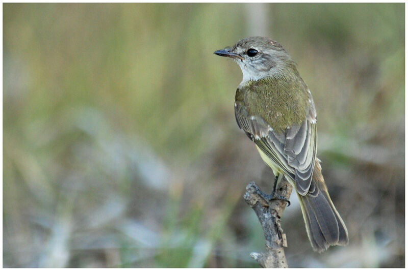 Lemon-bellied Flyrobinadult