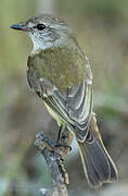 Lemon-bellied Flyrobin