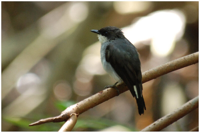 Mangrove Robinadult