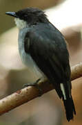 Mangrove Robin