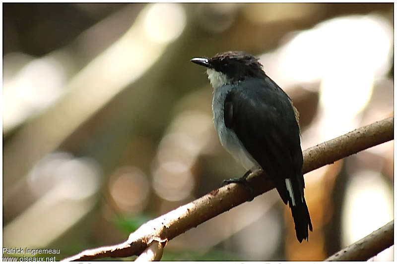 Mangrove Robinadult