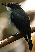 Mangrove Robin