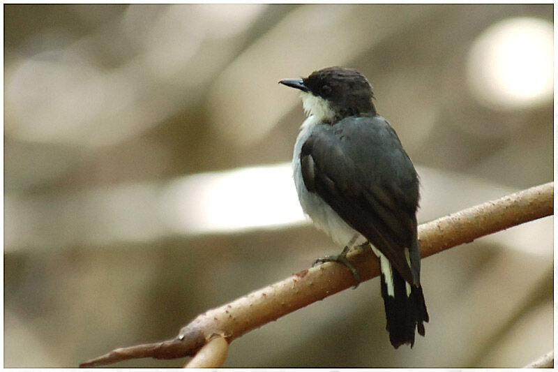 Mangrove Robinadult