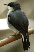 Mangrove Robin