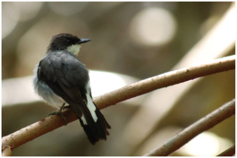 Mangrove Robinadult