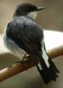 Mangrove Robin