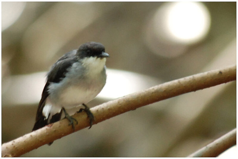 Mangrove Robinadult