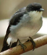 Mangrove Robin